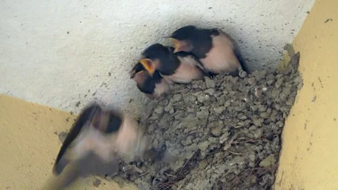 Parent of three swallow chicks feeds them Stock Footage 246980040