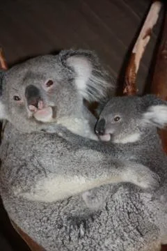 Parenthood Stock Photos
