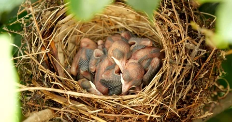 Parenting of birds. Day4 Stock Footage 101008508