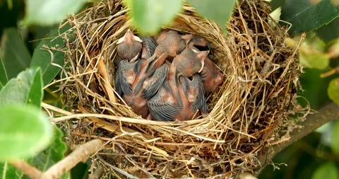 Parenting of birds. Day5 Vídeos de archivo 101008496