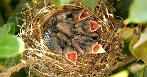 Parenting of birds. Day7 Stock Footage 101006913