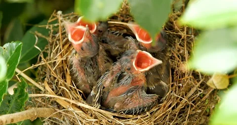 Parenting of birds. Day8 Stock Footage 101006455