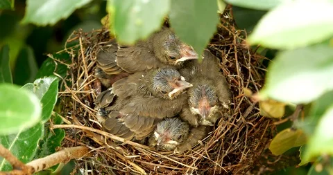 Parenting of birds. Day9 Stock Footage 101006488