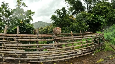 Parenting Video stock 201542371