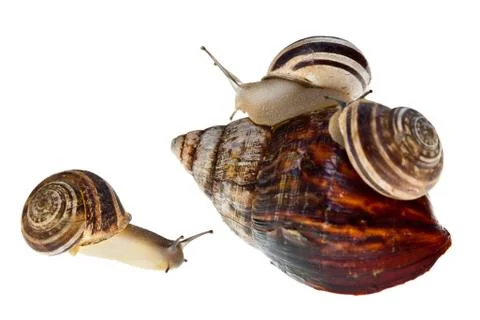 Parenting snail Stock Photos