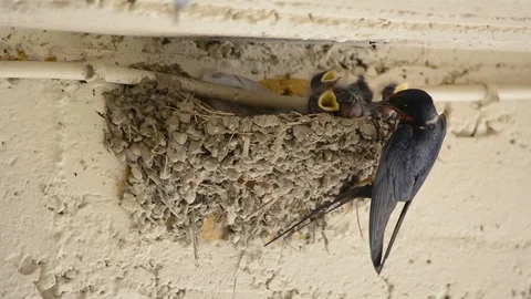 Parenting the Swallow Chicks 库存影片 91449734