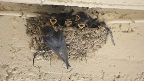 Parenting the Swallow Chicks 库存影片 91449850