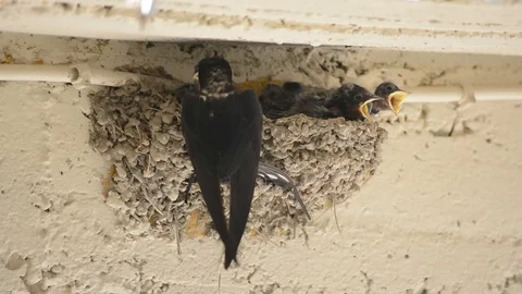Parenting the Swallow Chicks 库存影片 91449867