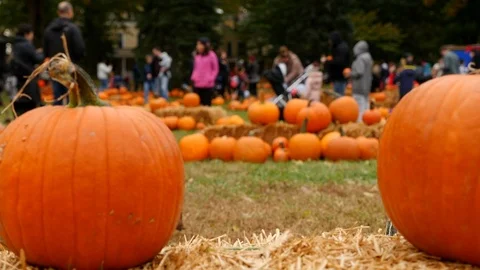 Parents and Kids Trick or Treating in a fun Pumpkin Patch on Governors 库存影片 117166653