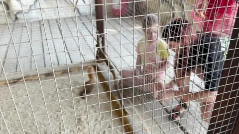 Parents educating kids about animals, viewing animals through fences, animal Stock Footage 305790115