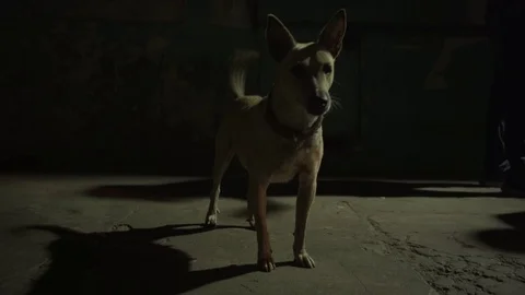 Pariah dog at hight Stock Footage 75739239