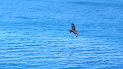 Pariah kites (Milvus migrans) soar over shore Stock Footage 73268504