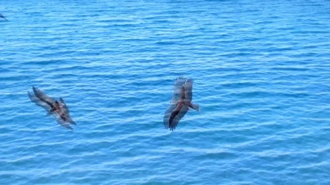 Pariah kites (Milvus migrans) soar over shore Stock-Footage 73269348