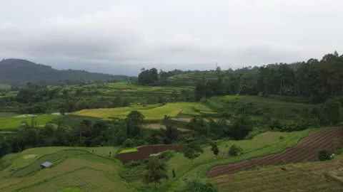 Pariangan Ricefield Stock Footage 252078848