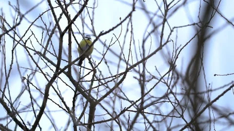 Paridae sitting on a tree Stock Footage 104733125