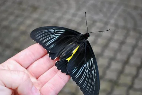 Parides Chabrias Stock Photos