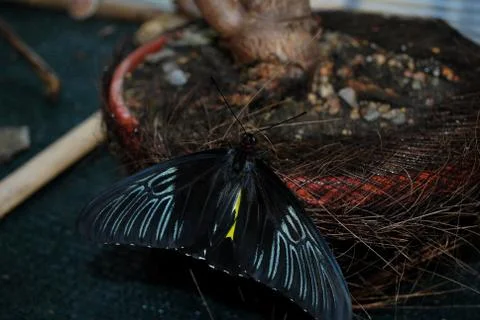 Parides Chabrias Stock Photos
