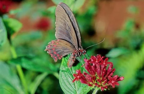 Parides iphidamas Stock Photos