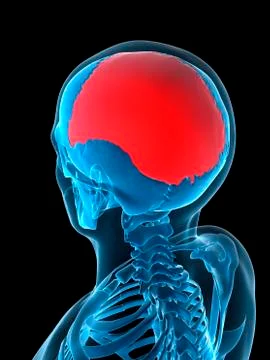 Parietal bone, artwork Illustrazione stock