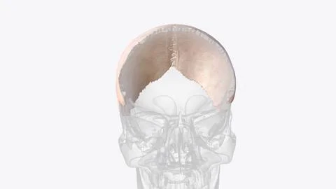Parietal bone, cranial bone forming part of the side and top of the head Illustrazione stock