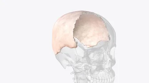 Parietal bone, cranial bone forming part of the side and top of the head Stock-Illustration