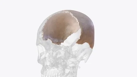 Parietal bone, cranial bone forming part of the side and top of the head Stock-Illustration