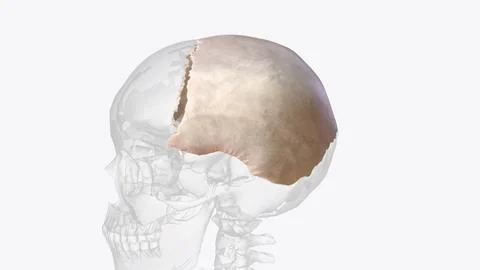 Parietal bone, cranial bone forming part of the side and top of the head Stock Illustration