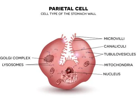Parietal cell Stock Illustration