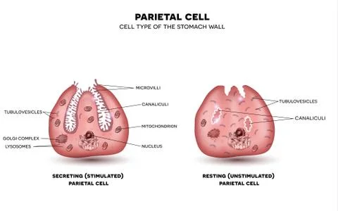 Parietal cell Stock-Illustration