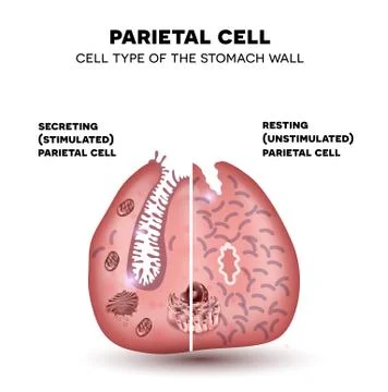 Parietal cell Stock-Illustration