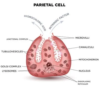 Parietal cell Stock-Illustration