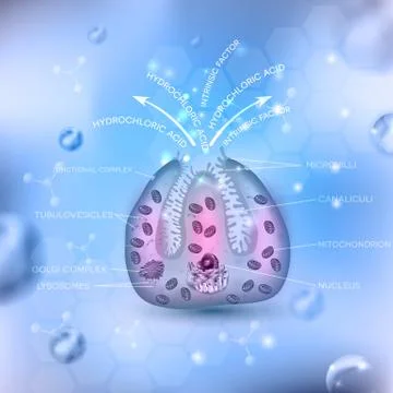 Parietal cell secreting Illustrazione stock