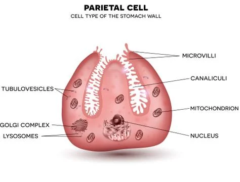Parietal cell of stomach wall Stock-Illustration