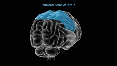 Parietal lobe of brain 스톡 동영상 162819652