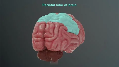Parietal lobe of Brain  스톡 동영상 162819665