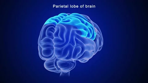 Parietal lobe of brain  스톡 동영상 162819690