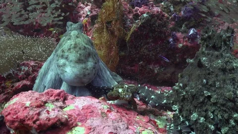 Paring octopuses Stock Footage 84710967