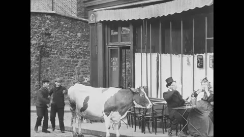 PARIS - 1908 - Two lads free the cow from its harness and breaks free from the Stock Footage 308172127