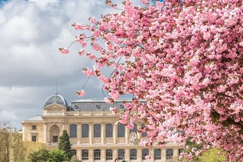 Paris, cherry tree in flower in spring 스톡 사진