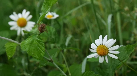 Paris Daisy on the Meadow Stock Footage 51340456