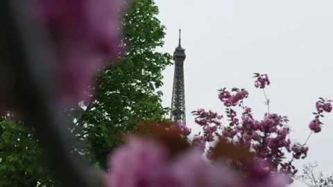 Paris eiffel tower reveal behind cherry blossom flowers morning light slow Stock Footage 272711142