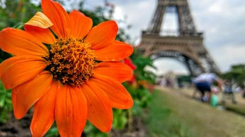 PARIS, FRANCE - 07/19/2018: Beautiful flower in front of Paris Eiffel Tower Stock Photos