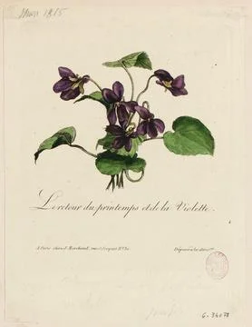 Paris Museums, The return of spring and purple. TI Stock Photos