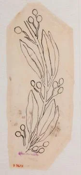 Paris Museums, Vegetable pattern Stock Photos