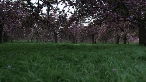 Paris parc de sceaux walking between cherry trees in full blossom morning Stock Footage 272711444