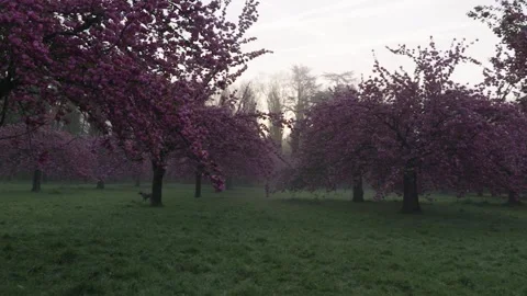 Paris parc de sceaux walking between cherry trees in full blossom with a Stock Footage 272711597