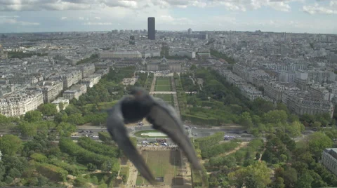 Paris Paris Eiffel Tower - panorama - pigeon  Stock-Footage 56040057