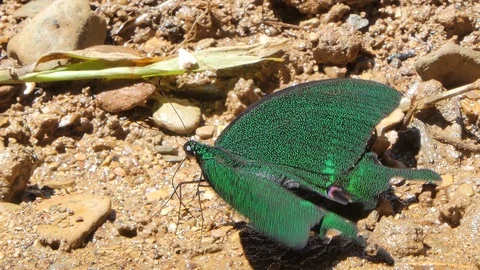 Paris Peacock butterfly. Video stock 117987543