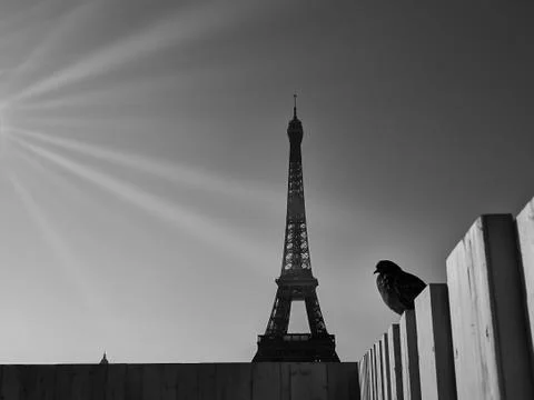 Paris pigeons Stock Photos