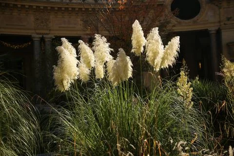 Paris plants 스톡 사진